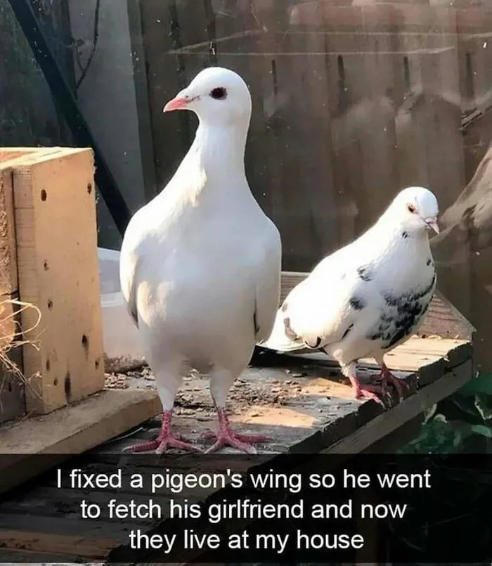 83 Silly Bird Memes To Brighten Up Your Day