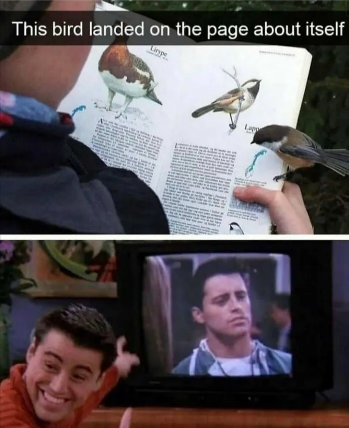 83 Silly Bird Memes To Brighten Up Your Day