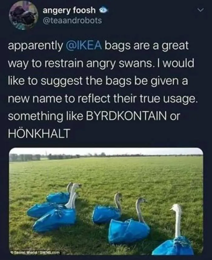 83 Silly Bird Memes To Brighten Up Your Day