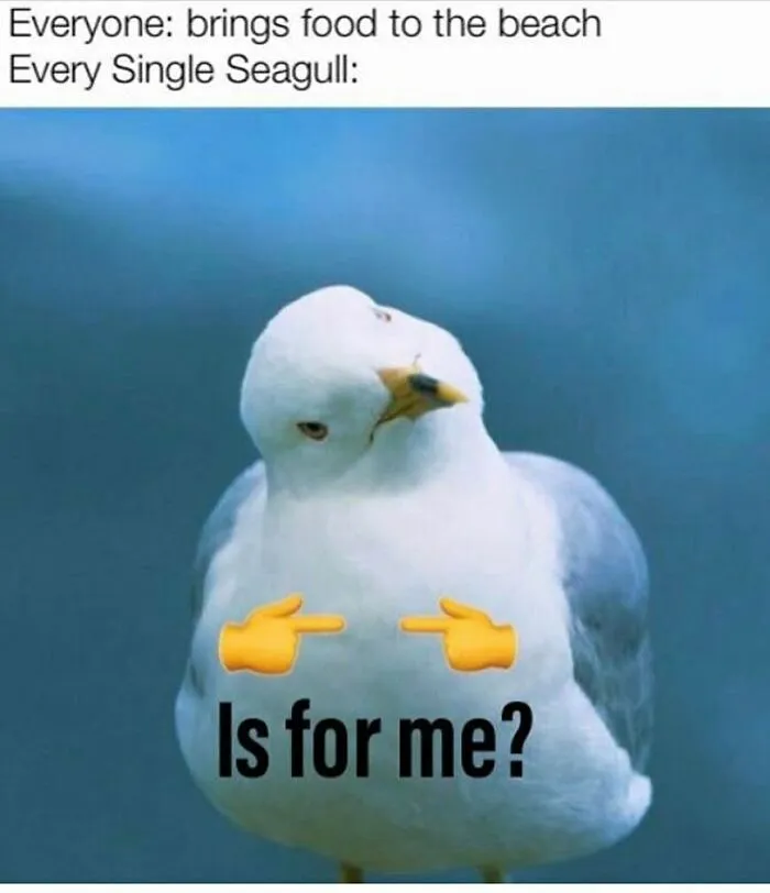83 Silly Bird Memes To Brighten Up Your Day