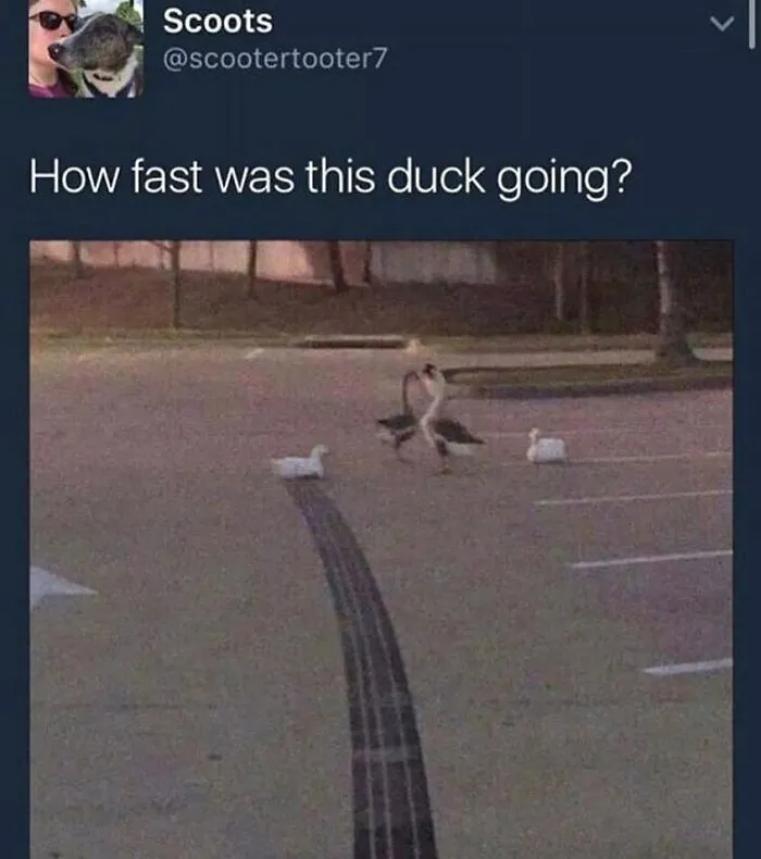83 Silly Bird Memes To Brighten Up Your Day