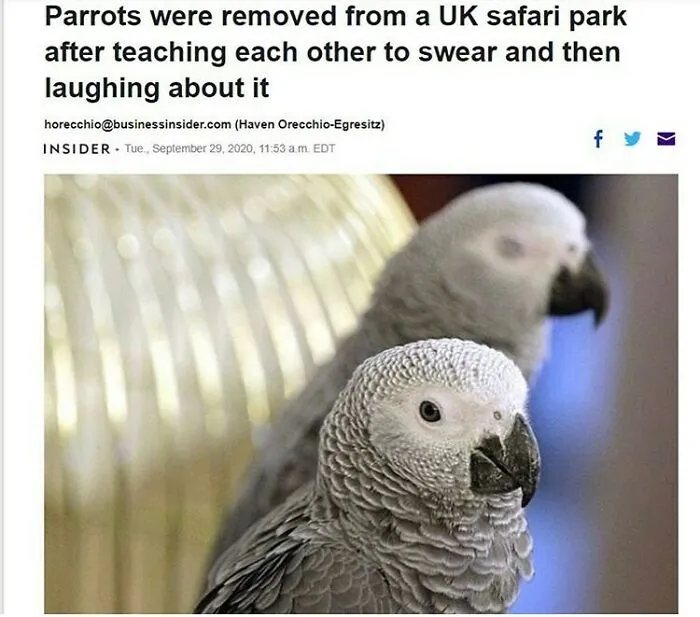 83 Silly Bird Memes To Brighten Up Your Day