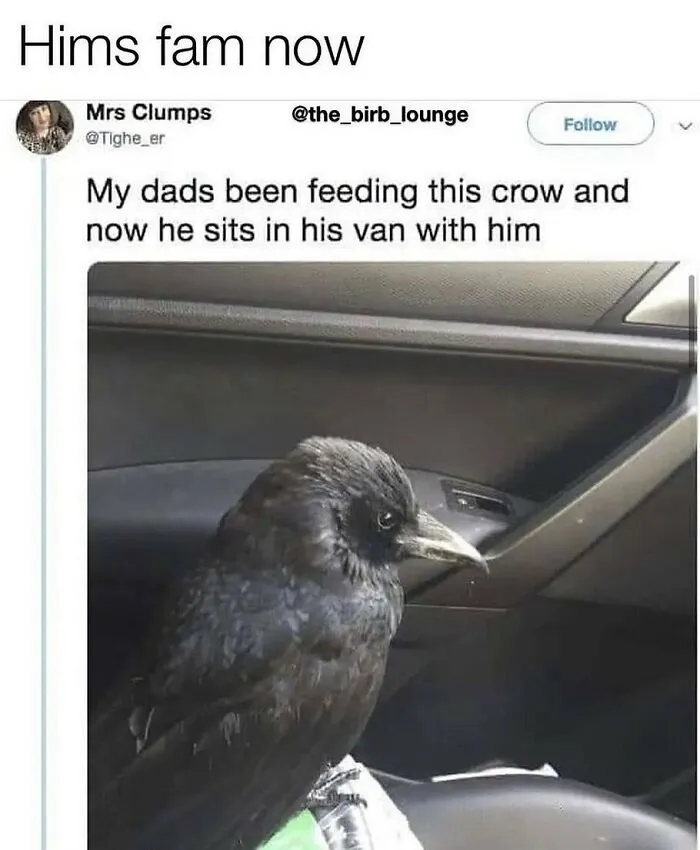 83 Silly Bird Memes To Brighten Up Your Day