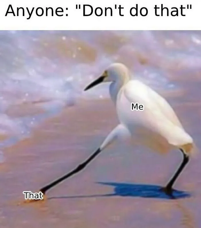 83 Silly Bird Memes To Brighten Up Your Day