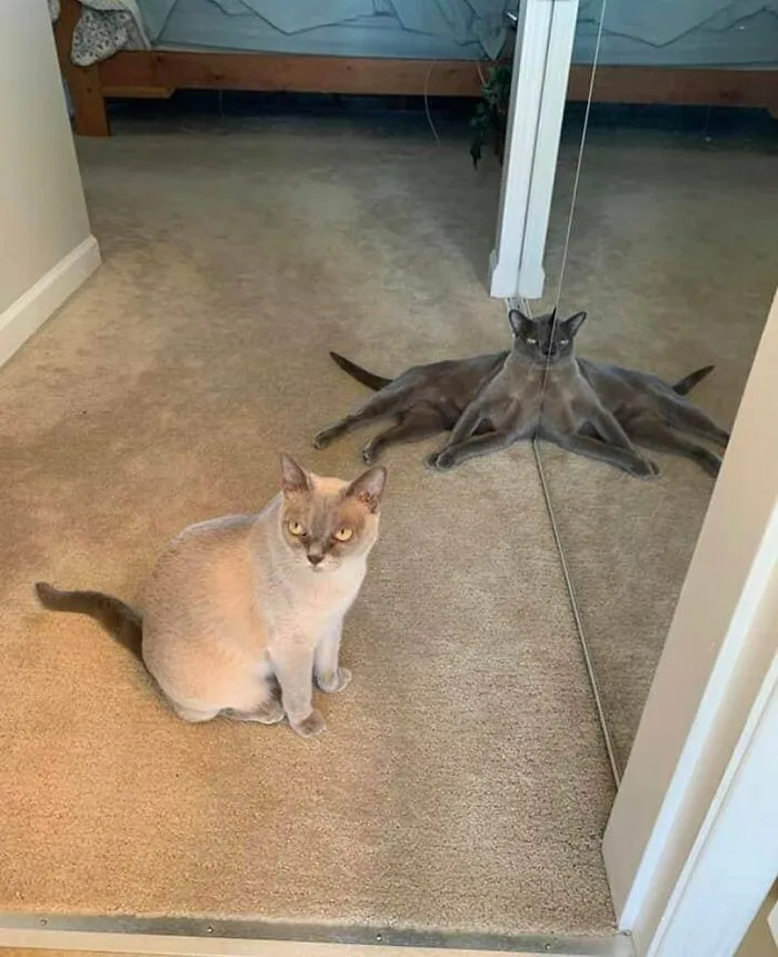 49 Photos So Wrong They're Almost Right: A Collection Of Truly Cursed Images