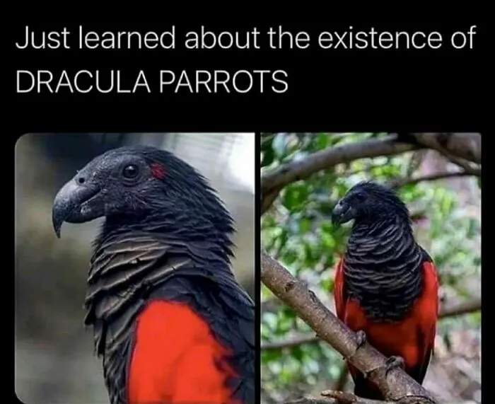 83 Silly Bird Memes To Brighten Up Your Day