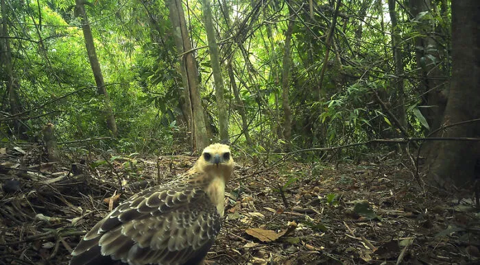 Changeable Hawk Eagle In Chu Mom Ray National Park