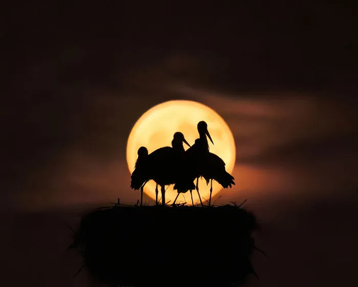 Cicogne Full Moon