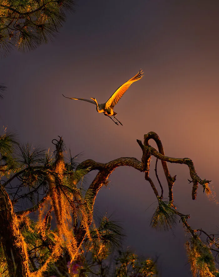 Color Of The Wings