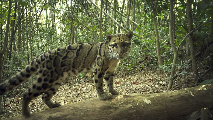 Clouded Leopard