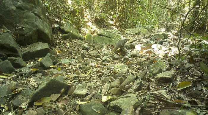 Crab-Eating Mongoose (Urva Urva), Nam Khong National Park, Laos