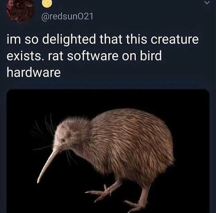 83 Silly Bird Memes To Brighten Up Your Day