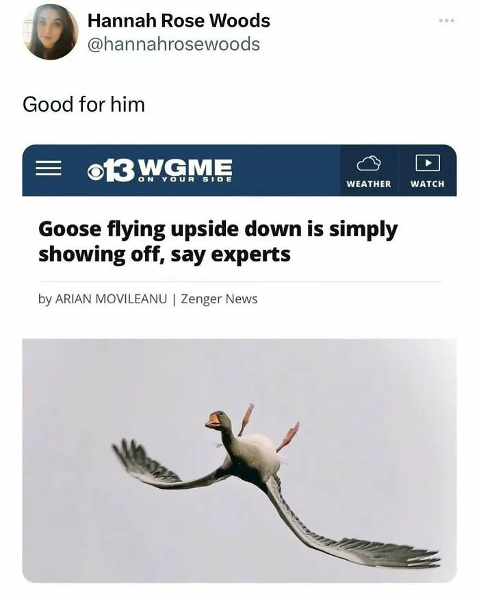 83 Silly Bird Memes To Brighten Up Your Day