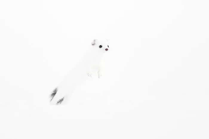 30 Incredible Moments In Nature Captured By Michel d'Oultremont