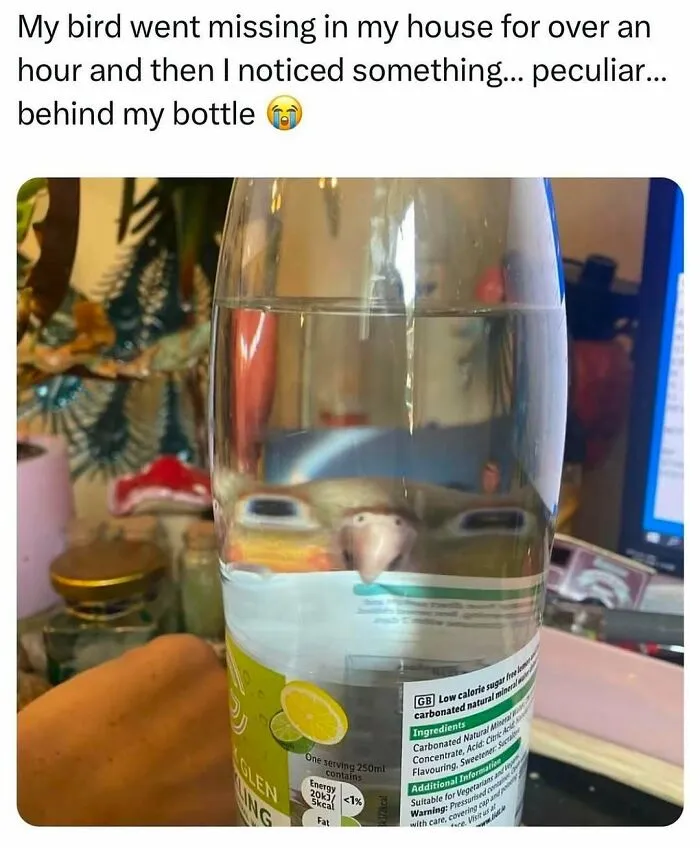 83 Silly Bird Memes To Brighten Up Your Day