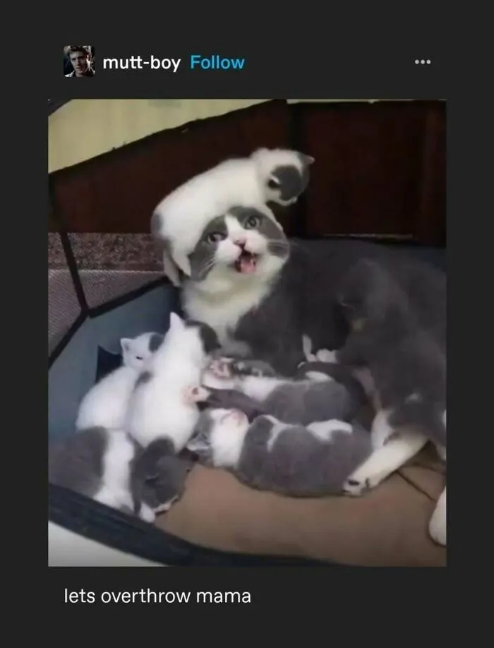 “I Hate It, Thank You”: 95 Funny Tumblr Posts And Memes From A Platform Some Thought Was Obsolete
