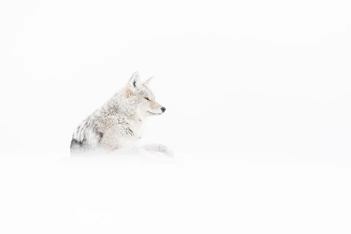 30 Incredible Moments In Nature Captured By Michel d'Oultremont