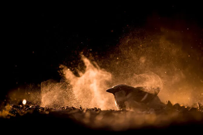 30 Incredible Moments In Nature Captured By Michel d'Oultremont