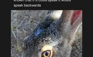 “I Hate It, Thank You”: 95 Funny Tumblr Posts And Memes From A Platform Some Thought Was Obsolete 