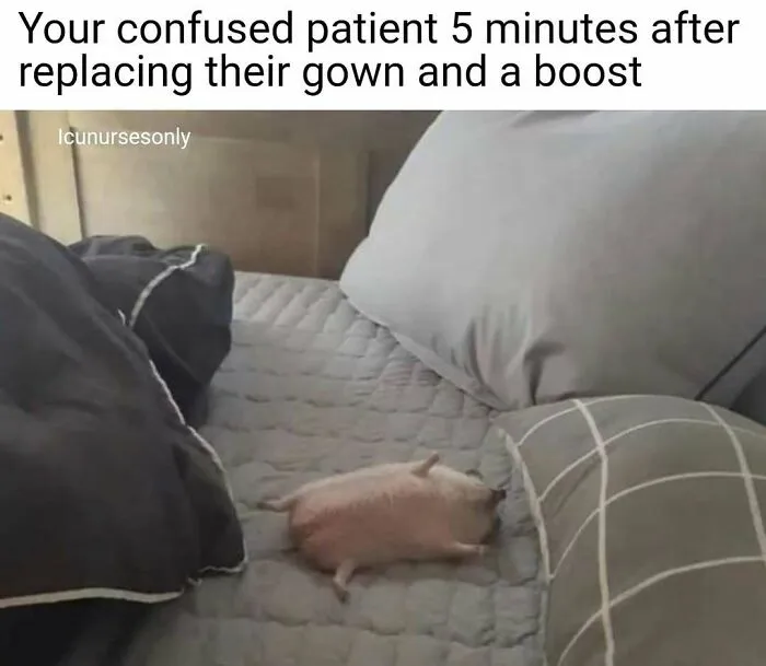 A small piglet lying confusedly on a bed, illustrating relatable nurse memes about hospital life.