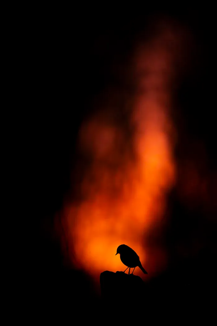 30 Incredible Moments In Nature Captured By Michel d'Oultremont