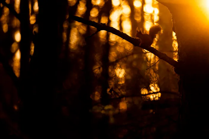 30 Incredible Moments In Nature Captured By Michel d'Oultremont
