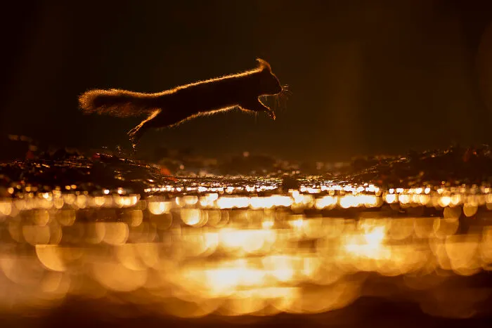 30 Incredible Moments In Nature Captured By Michel d'Oultremont