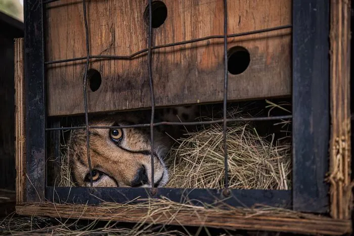 Environmental Impact, Winner: First Gaze By Wiktoria West