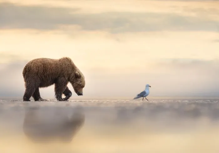 Wildlife, Winner: Following By Janet Gustin