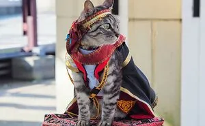 23 Handmade Costumes That This Guy Created For His Cats' Cosplays (New Pics)