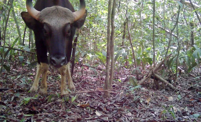 Gaur