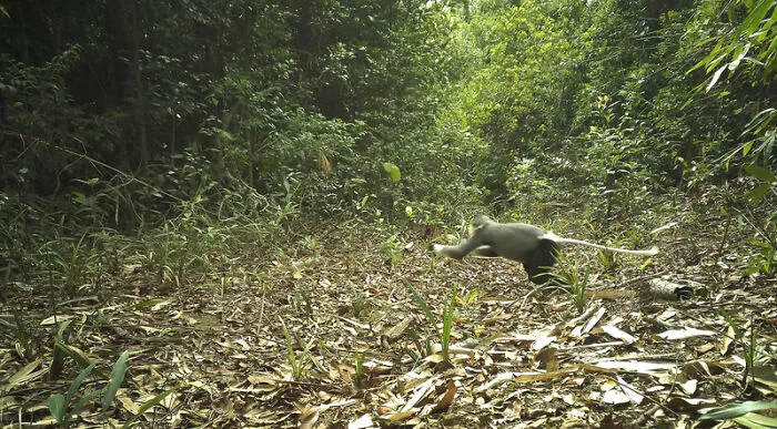 Grey-Shanked Douc, Nam Khong National Park, Laos