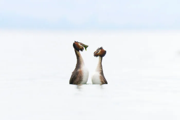 Grebes In Love