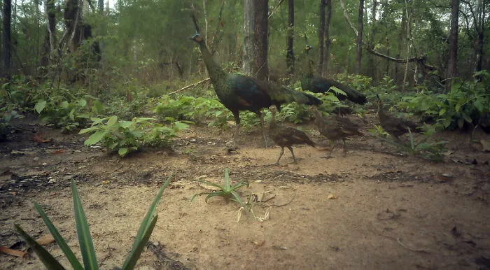 Green Peafowl, Virachey National Park, Cambodia