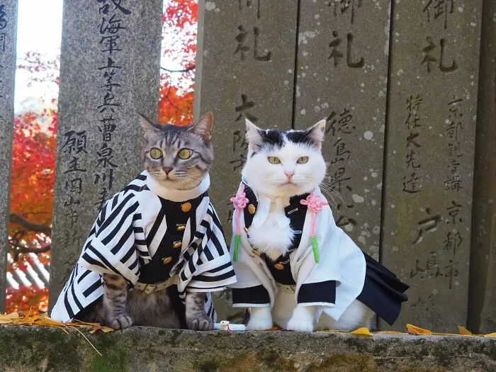 23 Handmade Costumes That This Guy Created For His Cats' Cosplays (New Pics)