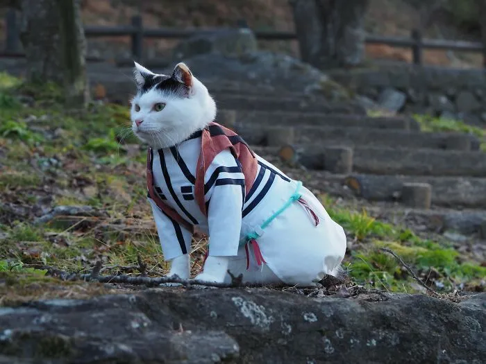23 Handmade Costumes That This Guy Created For His Cats' Cosplays (New Pics)