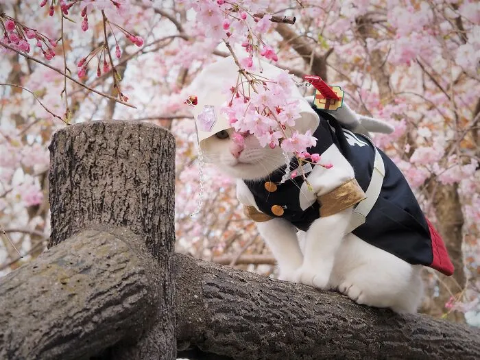 23 Handmade Costumes That This Guy Created For His Cats' Cosplays (New Pics)