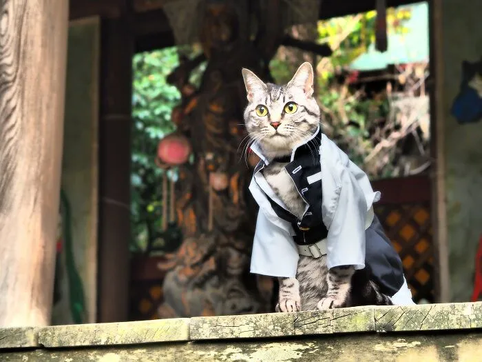 23 Handmade Costumes That This Guy Created For His Cats' Cosplays (New Pics)