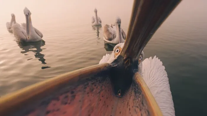 Funny Nature, Winner: Into The Gape -Dalmatian Pelican At Dawn By Panagiotis Xaxiris