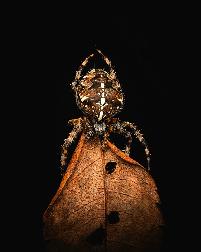 Junior Scottish Nature Photographer Of The Year 2025: The Leaf Eater By Kiran Simpson (Age 14)