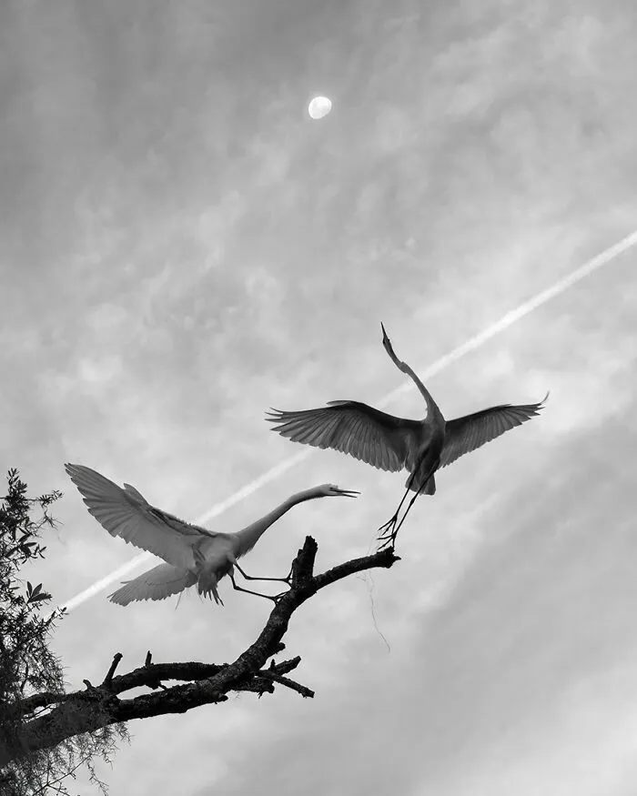Wings Of The Universe