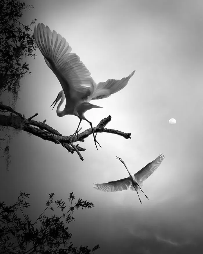 Under The Moon