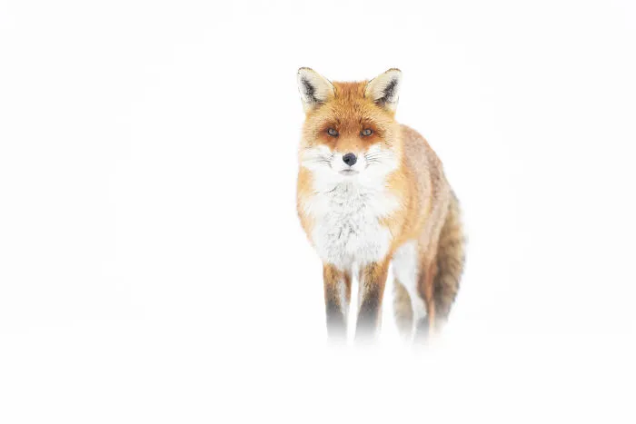 30 Incredible Moments In Nature Captured By Michel d'Oultremont
