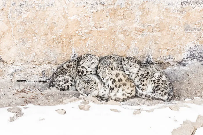 30 Incredible Moments In Nature Captured By Michel d'Oultremont