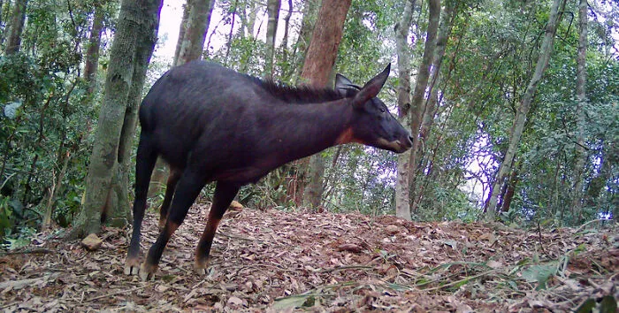 Mainland Serow In Pu Mat National Park, Vietnam