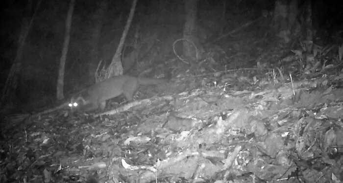 Masked Palm Civet In Chu Mom Ray National Park