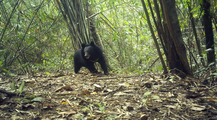 Moon Bear In Chu Mom Ray National Park