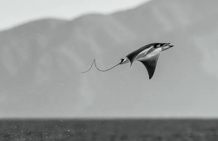 Photographer Of The Year: Mobula Rocket By Angela J Sanchez