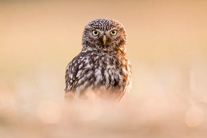 30 Incredible Moments In Nature Captured By Michel d'Oultremont
