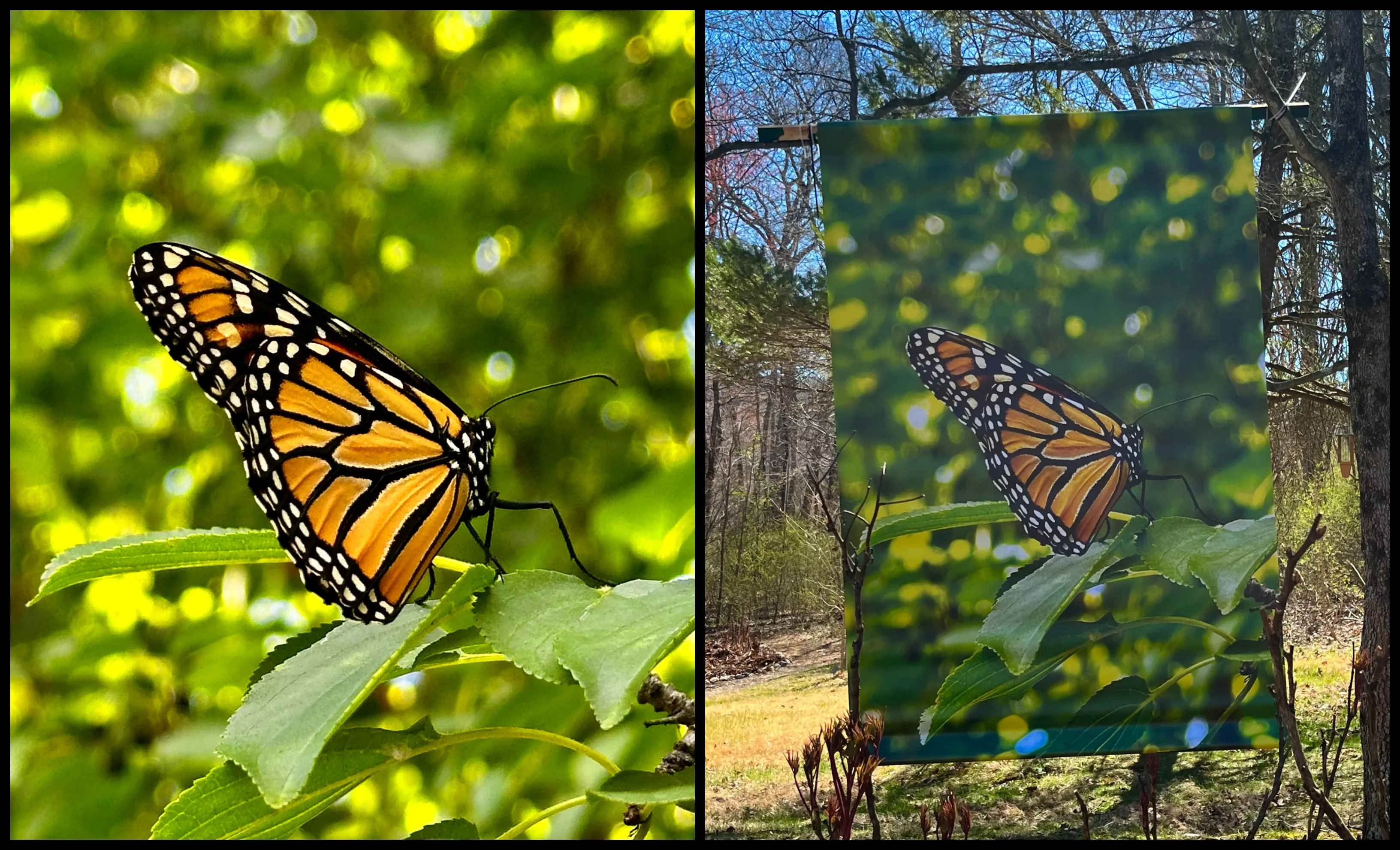 Nature In Focus: Nadira Gupta’s Vision Comes Alive At Art In The Park